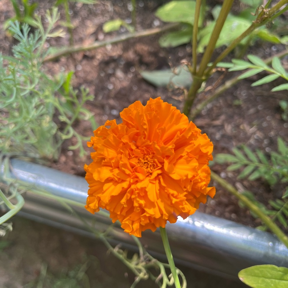 Vibrant Orange Marigold Flower 20 seeds